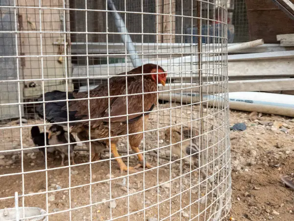 Kahverengi bir tavuk, tel bir kafesin içinde birkaç civcivle duruyor. Kafes kumlu bir zeminde duruyor ve arka planda ahşap yapılar ve beyaz borular var. Tavuğun kırmızı tarağı ve gerdanları var. Civcivler farklı renklerde, siyah ve sarı kardeş de dahil.