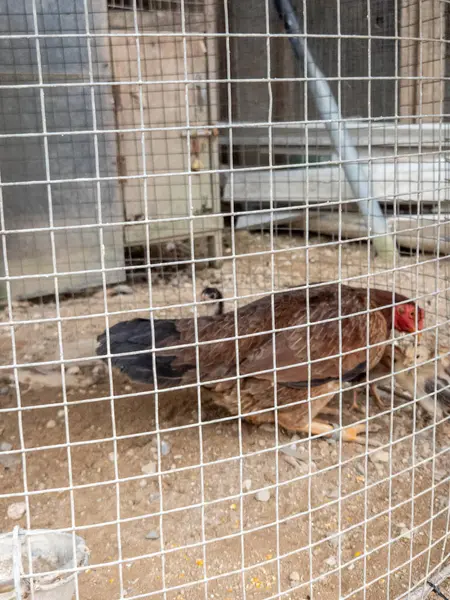 Birkaç civcivle birlikte bir çiftlikteki tel kafesin içinde kahverengi bir tavuk görülüyor. Tavuk siyah kuyruklu kahverengi ve kırmızı bir taraktır. Yavrular küçük ve sarı. Kafes tel örgüden yapılmış. Arka plan ahşap bir yapının parçalarını gösteriyor. Sahne...