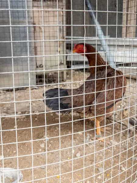 Kahverengi bir tavuk tel bir kafesin içinde, sol tarafa bakıyor. Tavuğun kırmızı bir tarağı ve boynuzu var. Kafes metal telden yapılmıştır ve yere yerleştirilir. Arka plan bulanık, ama bir bina gibi görünüyor..
