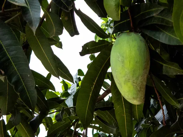 Yeşil bir mango meyvesinin, yemyeşil yapraklarla çevrili bir ağaç dalından sarkan yakın çekimi. Görüntü, doğanın canlı renklerini ve dokularını yakalar, meyvenin derisi ince varyasyonlar gösterir. Arka plan biraz bulanık.