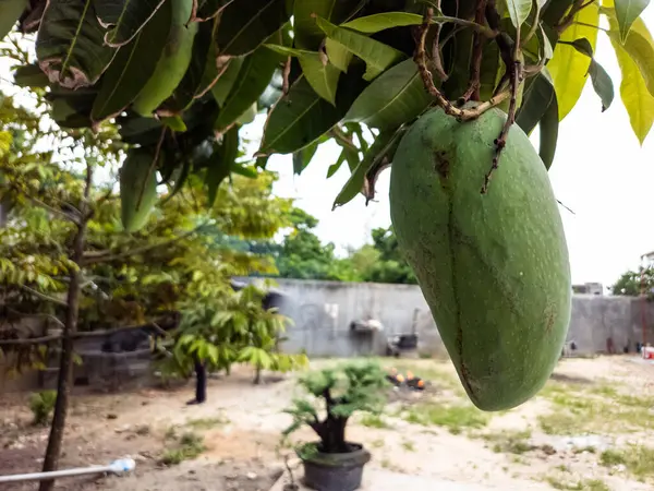 Yakından çekilen bir resimde büyük, yeşil bir mango bir ağaç dalına asılı ve etrafı yemyeşil yapraklarla çevrili. Arka planda beton bir duvar, diğer ağaçlar ve bonsai bitkisi olan bir arka bahçe var. Görüntü doğal bir sahneyi yakalıyor, zekâ.