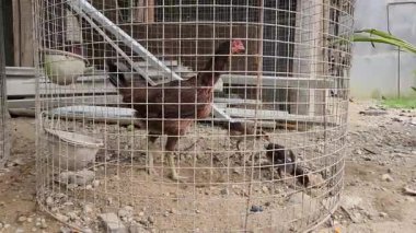 Piliçlerle Arka Bahçe Ortamı 'nda Yuvarlak Kablo Kafesi