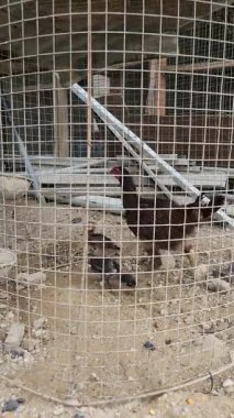 Hen ve Piliçler Arka Bahçe Ayarında Bir Kablo Kafesi İçinde