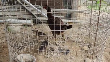 Ana Tavuk ve Piliçler Toprakta Bir Kablo Kafesinde