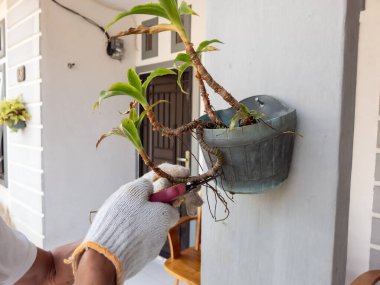 Eldiven takan biri, budama makası kullanarak duvara monte edilmiş bir saksıdaki bitkiyi buduyor. Bitkinin yeşil yaprakları ve kahverengi sapları var, bazı yapraklar kuruduğunu gösteriyor..