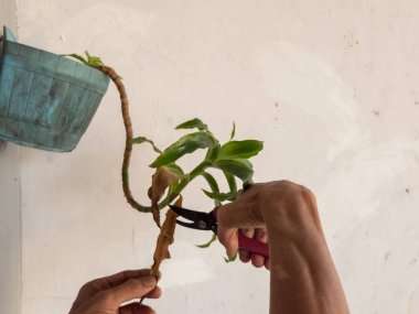 Eldiven takan biri, budama makası kullanarak duvara monte edilmiş bir saksıdaki bitkiyi buduyor. Bitkinin yeşil yaprakları ve kahverengi sapları var, bazı yapraklar kuruduğunu gösteriyor..