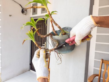 Eldiven takan biri, budama makası kullanarak duvara monte edilmiş bir saksıdaki bitkiyi buduyor. Bitkinin yeşil yaprakları ve kahverengi sapları var, bazı yapraklar kuruduğunu gösteriyor..