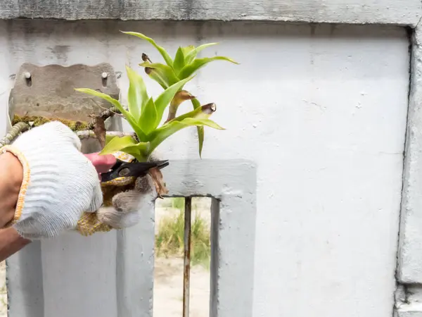 Eldiven takan biri, budama makası kullanarak duvara monte edilmiş bir saksıdaki bitkiyi buduyor. Bitkinin yeşil yaprakları ve kahverengi sapları var, bazı yapraklar kuruduğunu gösteriyor..