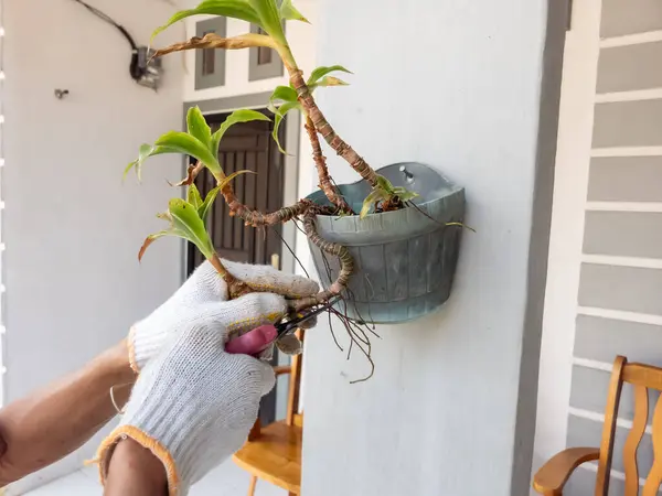 Eldiven takan biri, budama makası kullanarak duvara monte edilmiş bir saksıdaki bitkiyi buduyor. Bitkinin yeşil yaprakları ve kahverengi sapları var, bazı yapraklar kuruduğunu gösteriyor..
