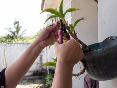 Bir insanın elleri beyaz bir duvara bahçe makası ile çiçek budarken görülüyor. Görüntü bitkilerin bakımını ve bakımını gösteriyor. Bitkinin yeşil yaprakları ve biraz da kahverengi kuru yaprakları var.. 