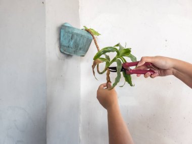 Bir insanın elleri beyaz bir duvara bahçe makası ile çiçek budarken görülüyor. Görüntü bitkilerin bakımını ve bakımını gösteriyor. Bitkinin yeşil yaprakları ve biraz da kahverengi kuru yaprakları var.. 