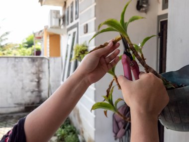 Bir insanın elleri beyaz bir duvara bahçe makası ile çiçek budarken görülüyor. Görüntü bitkilerin bakımını ve bakımını gösteriyor. Bitkinin yeşil yaprakları ve biraz da kahverengi kuru yaprakları var.. 