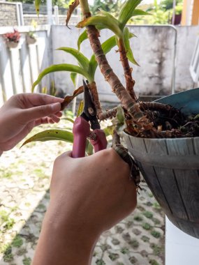 Bir insanın elleri beyaz bir duvara bahçe makası ile çiçek budarken görülüyor. Görüntü bitkilerin bakımını ve bakımını gösteriyor. Bitkinin yeşil yaprakları ve biraz da kahverengi kuru yaprakları var.. 