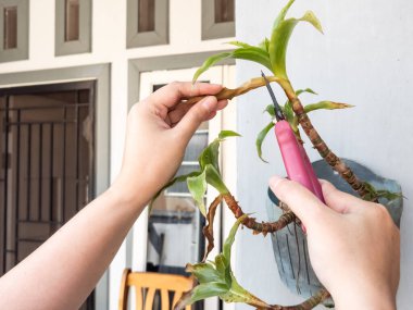 Bir insanın elleri beyaz bir duvara bahçe makası ile çiçek budarken görülüyor. Görüntü bitkilerin bakımını ve bakımını gösteriyor. Bitkinin yeşil yaprakları ve biraz da kahverengi kuru yaprakları var.. 