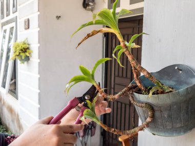 Bir insanın elleri beyaz bir duvara bahçe makası ile çiçek budarken görülüyor. Görüntü bitkilerin bakımını ve bakımını gösteriyor. Bitkinin yeşil yaprakları ve biraz da kahverengi kuru yaprakları var.. 