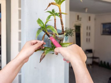 Bir insanın elleri beyaz bir duvara bahçe makası ile çiçek budarken görülüyor. Görüntü bitkilerin bakımını ve bakımını gösteriyor. Bitkinin yeşil yaprakları ve biraz da kahverengi kuru yaprakları var.. 