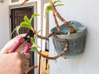 Bir insanın elleri beyaz bir duvara bahçe makası ile çiçek budarken görülüyor. Görüntü bitkilerin bakımını ve bakımını gösteriyor. Bitkinin yeşil yaprakları ve biraz da kahverengi kuru yaprakları var.. 