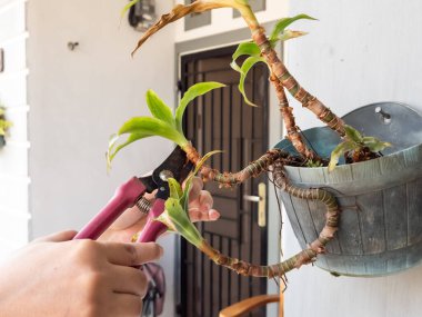 Bir insanın elleri beyaz bir duvara bahçe makası ile çiçek budarken görülüyor. Görüntü bitkilerin bakımını ve bakımını gösteriyor. Bitkinin yeşil yaprakları ve biraz da kahverengi kuru yaprakları var.. 