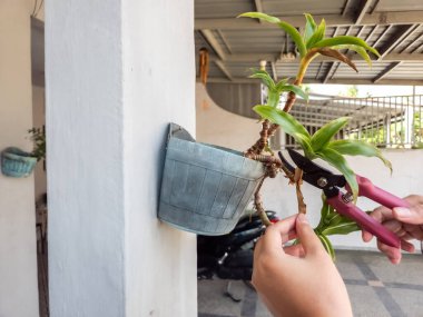 Bir insanın elleri beyaz bir duvara bahçe makası ile çiçek budarken görülüyor. Görüntü bitkilerin bakımını ve bakımını gösteriyor. Bitkinin yeşil yaprakları ve biraz da kahverengi kuru yaprakları var.. 