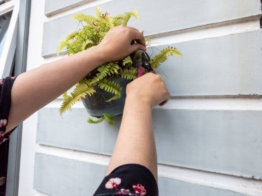 Bir insanın elleri beyaz bir duvara bahçe makası ile çiçek budarken görülüyor. Görüntü bitkilerin bakımını ve bakımını gösteriyor. Bitkinin yeşil yaprakları ve biraz da kahverengi kuru yaprakları var.. 