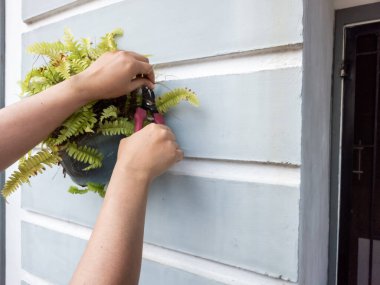 Bir insanın elleri beyaz bir duvara bahçe makası ile çiçek budarken görülüyor. Görüntü bitkilerin bakımını ve bakımını gösteriyor. Bitkinin yeşil yaprakları ve biraz da kahverengi kuru yaprakları var.. 
