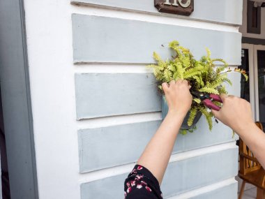 Bir insanın elleri beyaz bir duvara bahçe makası ile çiçek budarken görülüyor. Görüntü bitkilerin bakımını ve bakımını gösteriyor. Bitkinin yeşil yaprakları ve biraz da kahverengi kuru yaprakları var.. 