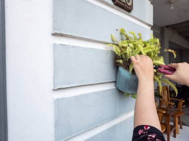 Bir insanın elleri beyaz bir duvara bahçe makası ile çiçek budarken görülüyor. Görüntü bitkilerin bakımını ve bakımını gösteriyor. Bitkinin yeşil yaprakları ve biraz da kahverengi kuru yaprakları var.. 