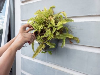 Bir insanın elleri beyaz bir duvara bahçe makası ile çiçek budarken görülüyor. Görüntü bitkilerin bakımını ve bakımını gösteriyor. Bitkinin yeşil yaprakları ve biraz da kahverengi kuru yaprakları var.. 