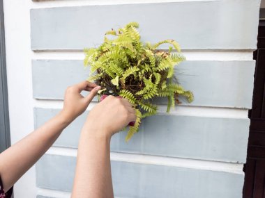 Bir insanın elleri beyaz bir duvara bahçe makası ile çiçek budarken görülüyor. Görüntü bitkilerin bakımını ve bakımını gösteriyor. Bitkinin yeşil yaprakları ve biraz da kahverengi kuru yaprakları var.. 