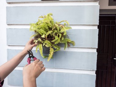 Bir insanın elleri beyaz bir duvara bahçe makası ile çiçek budarken görülüyor. Görüntü bitkilerin bakımını ve bakımını gösteriyor. Bitkinin yeşil yaprakları ve biraz da kahverengi kuru yaprakları var.. 