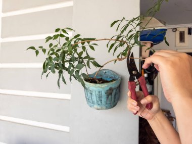 Bir insanın elleri beyaz bir duvara bahçe makası ile çiçek budarken görülüyor. Görüntü bitkilerin bakımını ve bakımını gösteriyor. Bitkinin yeşil yaprakları ve biraz da kahverengi kuru yaprakları var.. 