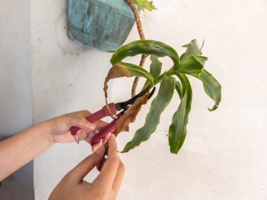 Bir insanın elleri beyaz bir duvara bahçe makası ile çiçek budarken görülüyor. Görüntü bitkilerin bakımını ve bakımını gösteriyor. Bitkinin yeşil yaprakları ve biraz da kahverengi kuru yaprakları var.. 