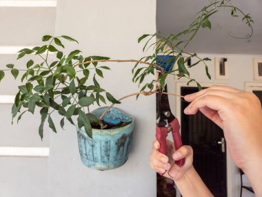 Bir insanın elleri beyaz bir duvara bahçe makası ile çiçek budarken görülüyor. Görüntü bitkilerin bakımını ve bakımını gösteriyor. Bitkinin yeşil yaprakları ve biraz da kahverengi kuru yaprakları var.. 