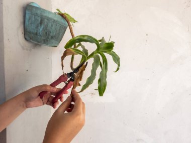 Bir insanın elleri beyaz bir duvara bahçe makası ile çiçek budarken görülüyor. Görüntü bitkilerin bakımını ve bakımını gösteriyor. Bitkinin yeşil yaprakları ve biraz da kahverengi kuru yaprakları var.. 