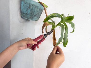 Bir insanın elleri beyaz bir duvara bahçe makası ile çiçek budarken görülüyor. Görüntü bitkilerin bakımını ve bakımını gösteriyor. Bitkinin yeşil yaprakları ve biraz da kahverengi kuru yaprakları var.. 
