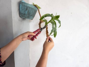 Bir insanın elleri beyaz bir duvara bahçe makası ile çiçek budarken görülüyor. Görüntü bitkilerin bakımını ve bakımını gösteriyor. Bitkinin yeşil yaprakları ve biraz da kahverengi kuru yaprakları var.. 
