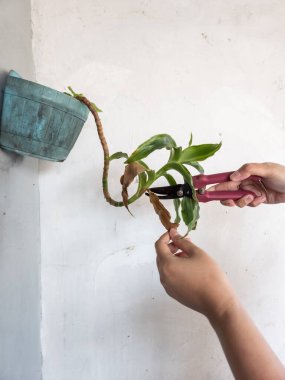 Bir insanın elleri beyaz bir duvara bahçe makası ile çiçek budarken görülüyor. Görüntü bitkilerin bakımını ve bakımını gösteriyor. Bitkinin yeşil yaprakları ve biraz da kahverengi kuru yaprakları var.. 