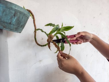 Bir insanın elleri beyaz bir duvara bahçe makası ile çiçek budarken görülüyor. Görüntü bitkilerin bakımını ve bakımını gösteriyor. Bitkinin yeşil yaprakları ve biraz da kahverengi kuru yaprakları var.. 