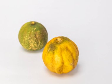 İki kurutulmuş limon, temiz beyaz bir arka planda izole edilir. Bir kireç çoğunlukla yeşil ve diğeri kahverengi işaretli sarı. Fotoğraf bir stüdyo ortamında çekiliyor, metin veya diğer tasarım elemanları için yeterli kopya alanı sunuluyor.