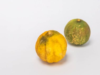 İki kurutulmuş limon, temiz beyaz bir arka planda izole edilir. Bir kireç çoğunlukla yeşil ve diğeri kahverengi işaretli sarı. Fotoğraf bir stüdyo ortamında çekiliyor, metin veya diğer tasarım elemanları için yeterli kopya alanı sunuluyor.
