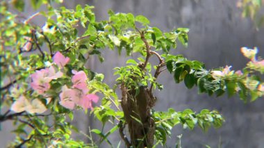 Güzel Bougainvillea Bitkisi Pembe ve Beyaz Çiçeklerle Çiçek açıyor