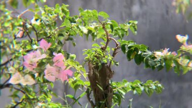 Güzel Bougainvillea Bitkisi Pembe ve Beyaz Çiçeklerle Çiçek açıyor