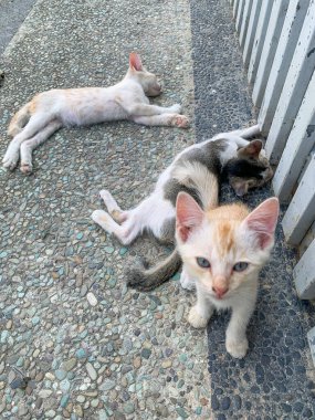 Üç sevimli kedi yavrusu rahat bir ortamda yakalanır. Yavrulardan biri doğrudan kameraya bakarken diğer ikisi dokulu asfalt bir yüzey üzerinde dinleniyor..