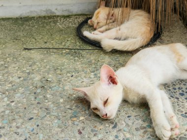 İki sevimli kedi yavrusu taştan bir yüzeyde rahatlarken görülüyor. Bir kedi yavrusu uzanmış, diğeri ise bir samanın altında kıvrılarak yatıyor. Görüntü yavru kedileri güneş ışığının tadını çıkarırken gösteriyor.. 