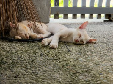 İki yavru kedinin kaba bir taş yüzeyde yan yana uyuduğu iç açıcı bir sahne, muhtemelen bir avlu ya da yürüyüş yolu. Bir kedi yavrusu bir süpürge tarafından kısmen gölgelendirilir. Kompozisyon basit. Saf dinginliği yakalıyor..