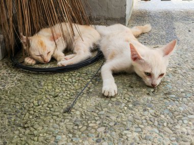 İki yavru kedi, sert bir beton yüzeyde birlikte dinleniyorlar. Biri süpürgenin altında uyuyor, diğeri de uyanık, izleyiciye bakıyor. Her iki kedi yavrusunun da açık renkli kürkü var. Sahne doğal ışıkla açık havada..