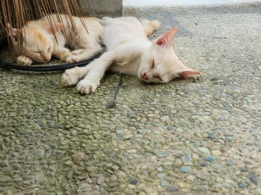 Çekici bir görüntü, desenli taş bir yüzeyde derin bir uykuda iki yavru kedi yakalar. Bir kedi yavrusu açık krem rengidir, uzatılmış, diğeri ise açık turuncu, bir süpürgenin altına yerleştirilir..