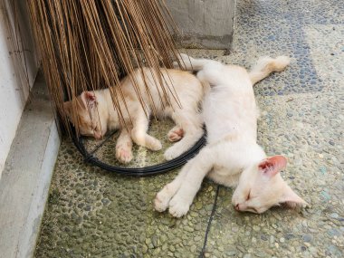 İki sevimli kedi yavrusu açık havada derin uykuda. Bir kedi yavrusu süpürgenin kıllarının altına yerleştirilirken, diğeri onun yanına uzanır.. 