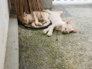 İki genç, sevimli kedi yavrusu dışarıda dokulu taş bir yüzey üzerinde huzur içinde uyuyorlar. Bir kedi yavrusu açık turuncu, bir süpürgenin altına yerleşmiş, diğeri ise beyaz ve esnek..