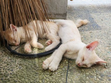 İki yavru kedinin dokulu bir taş yüzeyde yan yana dinlenmesi çok iç açıcı bir görüntü. Bir kedi yavrusu bir süpürge tarafından kısmen gölgelendiriliyor ve sıcak atmosfere ekleniyor..